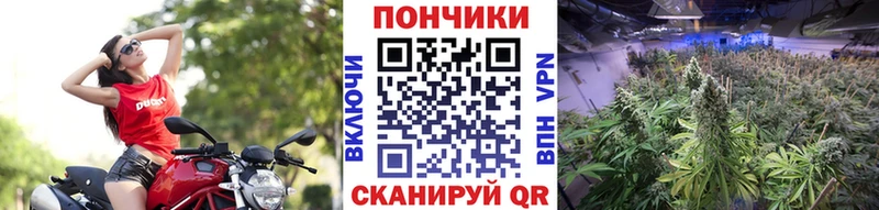 МАРИХУАНА ГИДРОПОН  Клин 